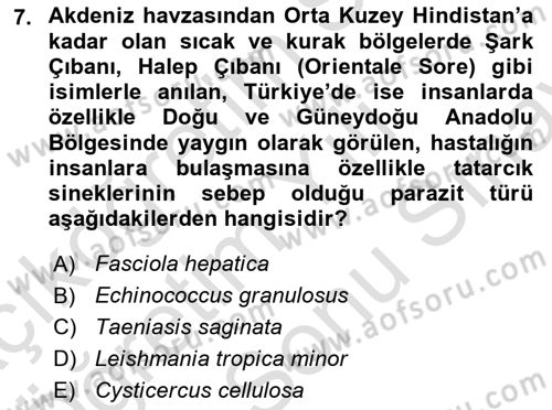 Temel Veteriner Parazitoloji Dersi 2025 - 2026 Yılı (Final) Dönem Sonu Sınav Soruları 7. Soru