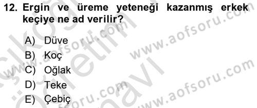 Temel Zootekni Dersi 2023 - 2024 Yılı Yaz Okulu Sınavı 12. Soru