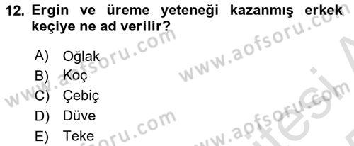 Temel Zootekni Dersi 2024 - 2025 Yılı Yaz Okulu Sınav Soruları 12. Soru