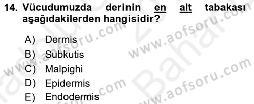 Hijyen ve Sanitasyon Dersi 2018 - 2019 Yılı (Vize) Ara Sınav Soruları 14. Soru
