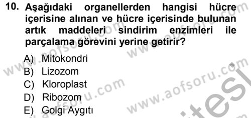 Temel Veteriner Genetik Dersi 2012 - 2013 Yılı (Vize) Ara Sınav Soruları 10. Soru
