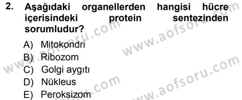 Temel Veteriner Genetik Dersi 2012 - 2013 Yılı (Final) Dönem Sonu Sınav Soruları 2. Soru
