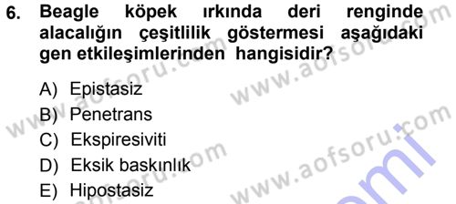 Temel Veteriner Genetik Dersi 2012 - 2013 Yılı (Final) Dönem Sonu Sınav Soruları 6. Soru