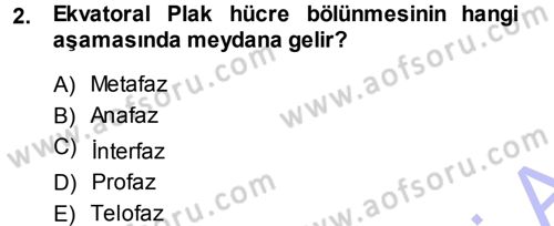 Temel Veteriner Genetik Dersi 2013 - 2014 Yılı (Final) Dönem Sonu Sınav Soruları 2. Soru