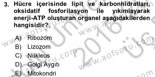 Temel Veteriner Genetik Dersi 2016 - 2017 Yılı 3 Ders Sınav Soruları 3. Soru
