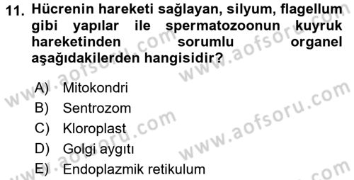 Temel Veteriner Genetik Dersi 2016 - 2017 Yılı (Vize) Ara Sınav Soruları 11. Soru