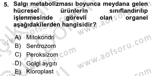 Temel Veteriner Genetik Dersi 2016 - 2017 Yılı (Vize) Ara Sınav Soruları 5. Soru