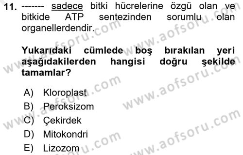 Temel Veteriner Genetik Dersi Ara Sınavı Deneme Sınav Soruları 11. Soru