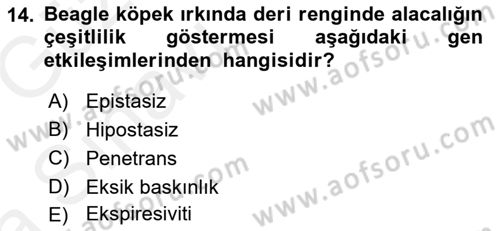 Temel Veteriner Genetik Dersi 2018 - 2019 Yılı (Vize) Ara Sınav Soruları 14. Soru