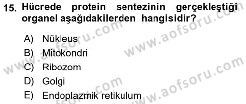 Temel Veteriner Genetik Dersi 2021 - 2022 Yılı Yaz Okulu Sınav Soruları 15. Soru