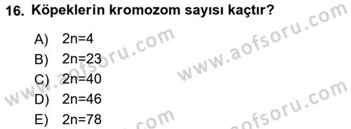 Temel Veteriner Genetik Dersi 2022 - 2023 Yılı Yaz Okulu Sınav Soruları 16. Soru