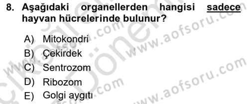 Temel Veteriner Genetik Dersi 2024 - 2025 Yılı (Vize) Ara Sınav Soruları 8. Soru