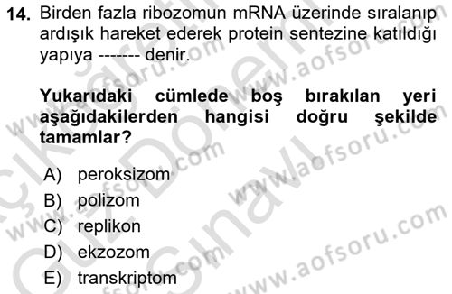 Temel Veteriner Genetik Dersi 2024 - 2025 Yılı (Final) Dönem Sonu Sınav Soruları 14. Soru