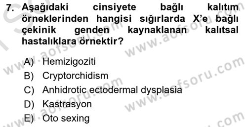 Temel Veteriner Genetik Dersi 2024 - 2025 Yılı (Final) Dönem Sonu Sınav Soruları 7. Soru