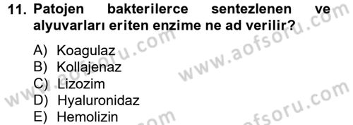 Temel Veteriner Mikrobiyoloji ve İmmünoloji Dersi 2012 - 2013 Yılı (Vize) Ara Sınav Soruları 11. Soru