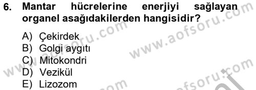 Temel Veteriner Mikrobiyoloji ve İmmünoloji Dersi 2012 - 2013 Yılı (Final) Dönem Sonu Sınav Soruları 6. Soru