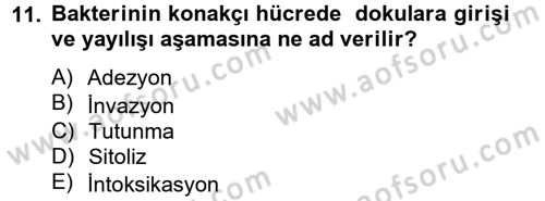 Temel Veteriner Mikrobiyoloji ve İmmünoloji Dersi 2014 - 2015 Yılı (Vize) Ara Sınav Soruları 11. Soru