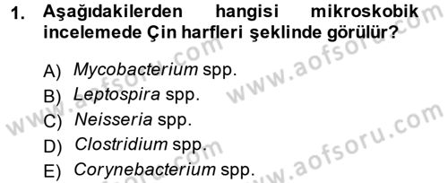 Temel Veteriner Mikrobiyoloji ve İmmünoloji Dersi 2014 - 2015 Yılı (Final) Dönem Sonu Sınav Soruları 1. Soru