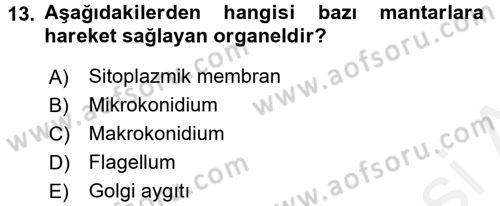 Temel Veteriner Mikrobiyoloji ve İmmünoloji Dersi 2015 - 2016 Yılı Tek Ders Sınav Soruları 13. Soru