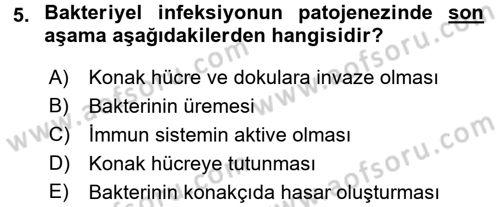 Temel Veteriner Mikrobiyoloji ve İmmünoloji Dersi 2015 - 2016 Yılı Tek Ders Sınav Soruları 5. Soru