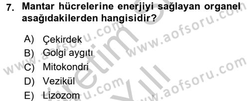 Temel Veteriner Mikrobiyoloji ve İmmünoloji Dersi 2016 - 2017 Yılı 3 Ders Sınav Soruları 7. Soru