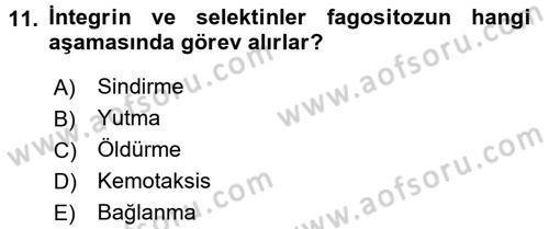 Temel Veteriner Mikrobiyoloji ve İmmünoloji Dersi 2016 - 2017 Yılı (Final) Dönem Sonu Sınav Soruları 11. Soru