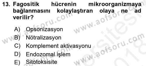 Temel Veteriner Mikrobiyoloji ve İmmünoloji Dersi 2017 - 2018 Yılı (Final) Dönem Sonu Sınav Soruları 13. Soru