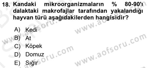 Temel Veteriner Mikrobiyoloji ve İmmünoloji Dersi 2018 - 2019 Yılı (Final) Dönem Sonu Sınav Soruları 18. Soru