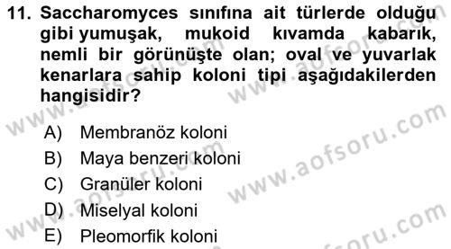 Temel Veteriner Mikrobiyoloji ve İmmünoloji Dersi 2020 - 2021 Yılı Yaz Okulu Sınav Soruları 11. Soru