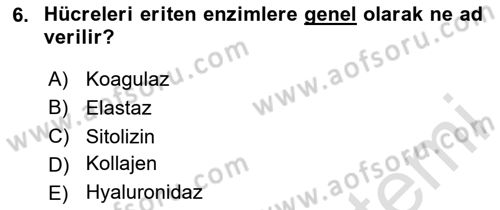 Temel Veteriner Mikrobiyoloji ve İmmünoloji Dersi 2020 - 2021 Yılı Yaz Okulu Sınavı 6. Soru