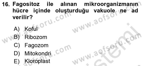 Temel Veteriner Mikrobiyoloji ve İmmünoloji Dersi 2021 - 2022 Yılı Yaz Okulu Sınavı 16. Soru