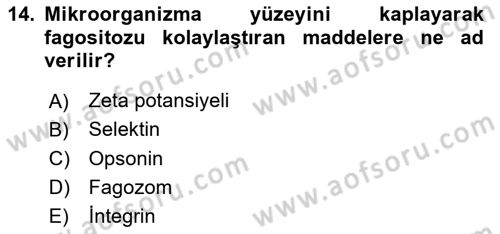 Temel Veteriner Mikrobiyoloji ve İmmünoloji Dersi 2023 - 2024 Yılı (Final) Dönem Sonu Sınav Soruları 14. Soru