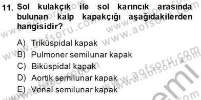 Temel Veteriner Fizyoloji Dersi 2014 - 2015 Yılı (Vize) Ara Sınav Soruları 11. Soru