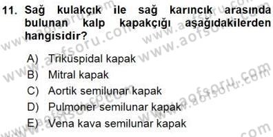 Temel Veteriner Fizyoloji Dersi 2015 - 2016 Yılı (Vize) Ara Sınav Soruları 11. Soru