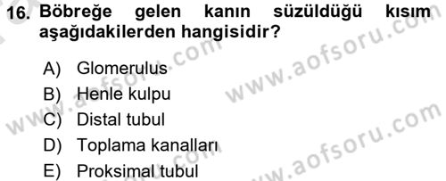 Temel Veteriner Fizyoloji Dersi 2016 - 2017 Yılı (Vize) Ara Sınav Soruları 16. Soru