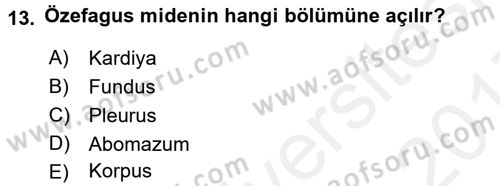 Temel Veteriner Fizyoloji Dersi 2016 - 2017 Yılı (Final) Dönem Sonu Sınav Soruları 13. Soru