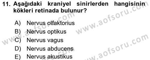 Temel Veteriner Fizyoloji Dersi 2017 - 2018 Yılı 3 Ders Sınav Soruları 11. Soru