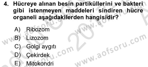 Temel Veteriner Fizyoloji Dersi 2017 - 2018 Yılı (Vize) Ara Sınav Soruları 4. Soru