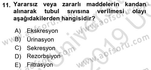 Temel Veteriner Fizyoloji Dersi 2018 - 2019 Yılı 3 Ders Sınav Soruları 11. Soru