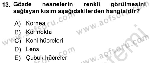 Temel Veteriner Fizyoloji Dersi 2018 - 2019 Yılı 3 Ders Sınav Soruları 13. Soru