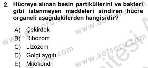 Temel Veteriner Fizyoloji Dersi 2018 - 2019 Yılı 3 Ders Sınav Soruları 2. Soru