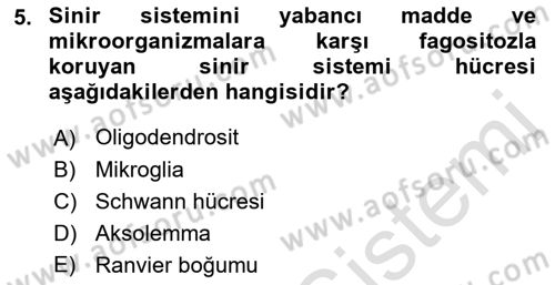 Temel Veteriner Fizyoloji Dersi 2021 - 2022 Yılı (Final) Dönem Sonu Sınavı 5. Soru