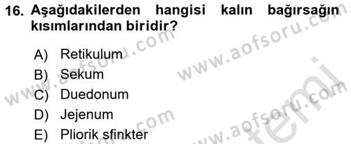 Temel Veteriner Fizyoloji Dersi 2021 - 2022 Yılı Yaz Okulu Sınavı 16. Soru