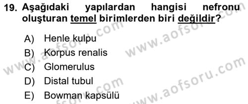 Temel Veteriner Fizyoloji Dersi 2022 - 2023 Yılı (Vize) Ara Sınav Soruları 19. Soru