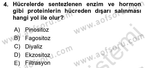 Temel Veteriner Fizyoloji Dersi 2022 - 2023 Yılı (Vize) Ara Sınav Soruları 4. Soru