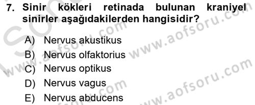 Temel Veteriner Fizyoloji Dersi 2023 - 2024 Yılı (Final) Dönem Sonu Sınav Soruları 7. Soru