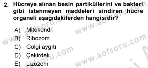 Temel Veteriner Fizyoloji Dersi 2025 - 2026 Yılı (Vize) Ara Sınav Soruları 2. Soru