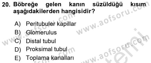 Temel Veteriner Fizyoloji Dersi 2025 - 2026 Yılı (Vize) Ara Sınav Soruları 20. Soru