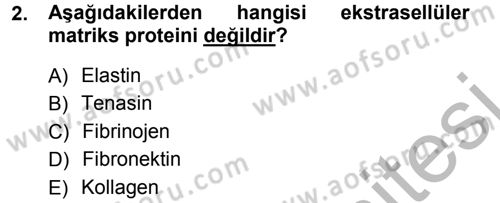 Hücre Kimyası Dersi 2012 - 2013 Yılı (Vize) Ara Sınav Soruları 2. Soru