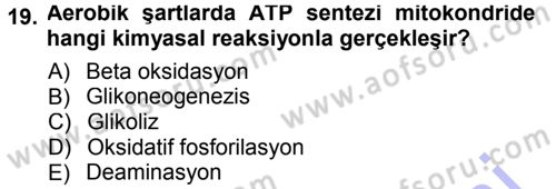 Hücre Kimyası Dersi 2012 - 2013 Yılı (Final) Dönem Sonu Sınav Soruları 19. Soru